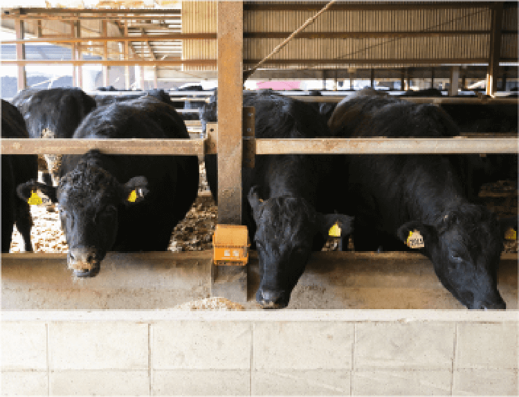 宮崎県産黒牛 和牛じゃなくても美味しい理由