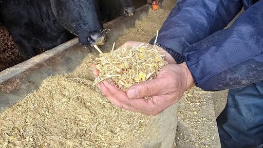 宮崎の飼料づくりと肥育管理