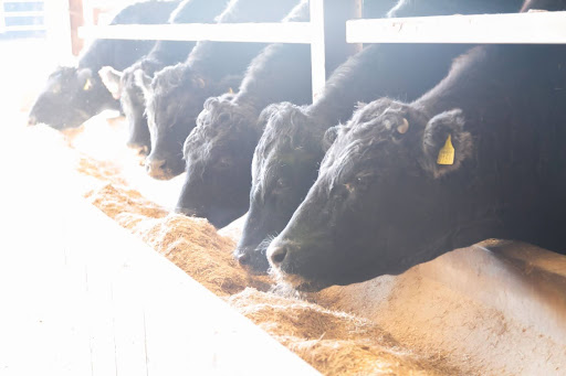 肥育農家による牛の観察